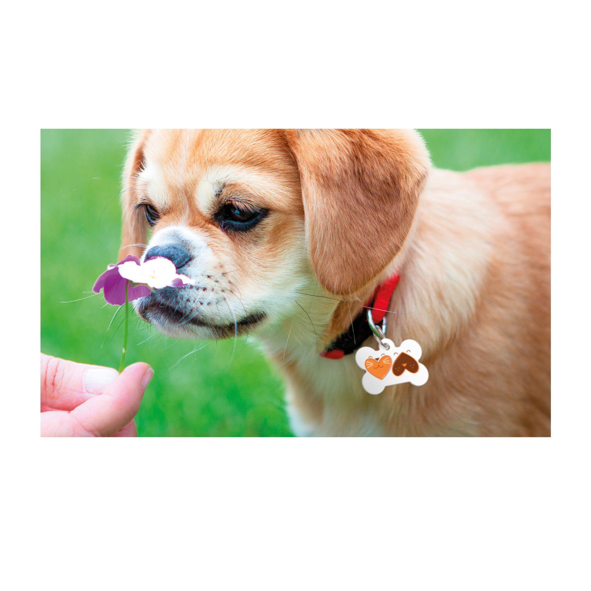 20pcs Sublimation Blank Pet Tags DIY Gift Dog Bone Tags Pet ID